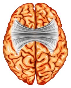 Your left & right brain united by the corpus callosum nerves